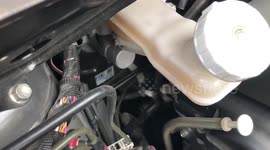 Rescuers extract kitten from car engine and search under tall grass when it escapes