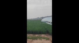 Shiba Inu jumps like a kangaroo through field of wheat