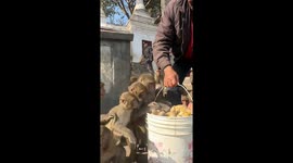 Potato pandemonium: Monkeys swarm for a spud feast in Kathmandu