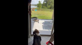 Alligator is spooked by fearless beagle in Florida