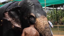 Temple Elephants gets Spa Treatment Before India's Largest Temple Festival