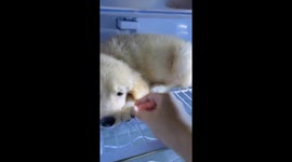 Puppy Doesn't Want to Leave the Fridge