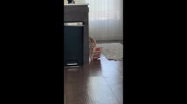 Sneaky orange cat caught in the act in Salt Lake City