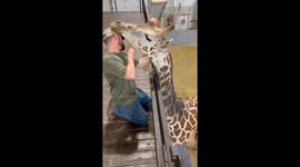 Giraffe hugs: heartwarming interaction in Ardmore, Oklahoma