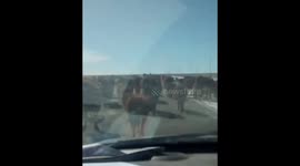 Moo-ving obstruction: Cows cause unconventional traffic jam in San Luis Valley