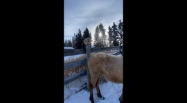 Cowboy Cat Attempts Rodeo Ride