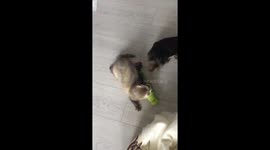 Yorkie Puppy Battles Ferret for Toy Dominance