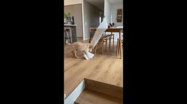 Golden Retriever Puppy Takes Off With Paper Towel Roll