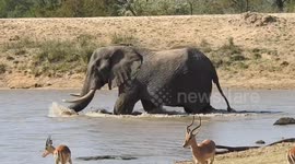 Elephant Goes For a Swim
