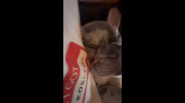 Sleeping French Bulldog Sounds Like Construction Site