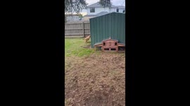 Pups Takes Synchronized Potty Break