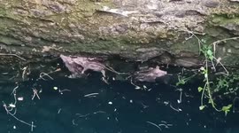 Local men rescue trapped boar piglets from well in south India