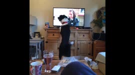 Dog sees dogs on tv and try’s to touch the tv screen while making noise