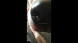 Dog destroys a trainer in seconds while the owner was away.