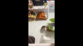 Turtle's Amusingly Swims Upright in Tank
