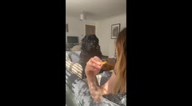 Stubborn pup snubs treat