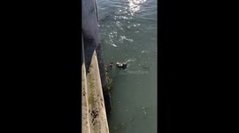 Otter mom's naptime swim: a heartwarming moment in Morro Bay