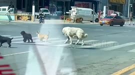 Group of four dogs stuns onlookers by perfectly following traffic rules on streets in China
