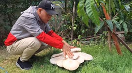 Residents shocked by giant mushroom growing in their garden