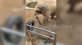 Clever elephant returns visitor's shoe after it fell into its enclosure