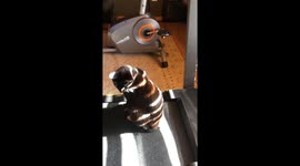 Feline fiasco: Cat's treadmill terror ends in a super-meow landing