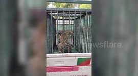 Leopard rescued from wheat field after injuring four in northern India