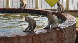 Monkeys cool off by leaping into pool as temperatures reach 41C in Thailand