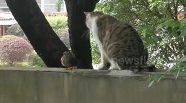Kitten affectionately strokes bird in unlikely friendship