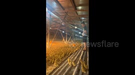 Thousands of ducks swiftly assemble at owner's command in China