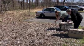 USA: Two Rescued Vultures Released into Wild in Connecticut