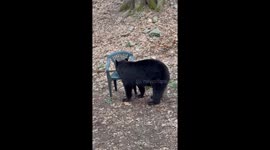 Incredible scene as black bear sits in chair like a HUMAN
