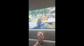 Monkey steals durian from back of moving truck