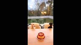 Excitable dogs can't help but join in singing 'Happy Birthday' when presented with cake