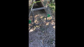 Shocked woman finds snake biting off sparrow's head