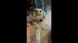 Plucky pet sugar gliders fight for snacks