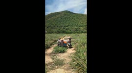 Ghost rider! Motorcycle drives itself with grandmother in sidecar