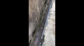 Cat Found Blocking Drain