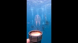Tiny Clear Jellyfish Dances In Torchlight