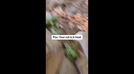 Snowy trying to make friends throught the neighborhood
