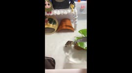 Turtle stands upright to navigate aquarium