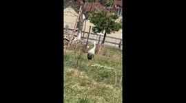 Kindhearted people band together to help storks rebuild their nest after it caught fire