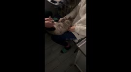 Cute Cat Gets An Ultrasound