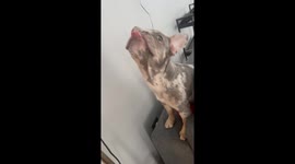 Tongue-out therapy: The daily delights of a French Bulldog