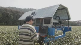 Intelligent robots assist tea picking in China