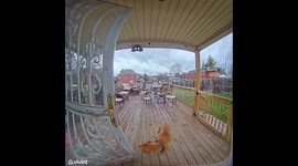 Chief the canine bell-ringer