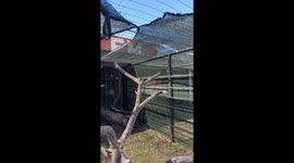 Animal Caretaker Checks On Rescued Owl