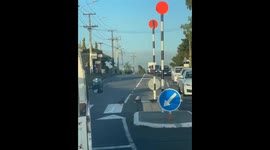 Quack crossing: Ducks follow traffic rules in New Zealand