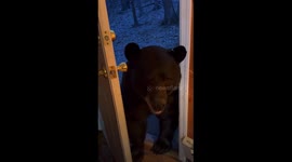 Bearly courteous: Mr. doorman shuts door on his own