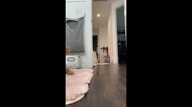 Playful Puppy Refuses to Let Water Stay in the Bowl