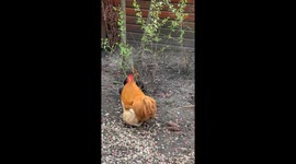 Rooster Picks Flowers For Hen